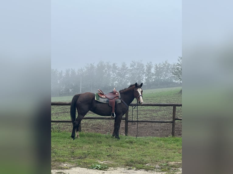 Más caballos centroeuropeos Yegua 11 años 155 cm Castaño oscuro in Simbario