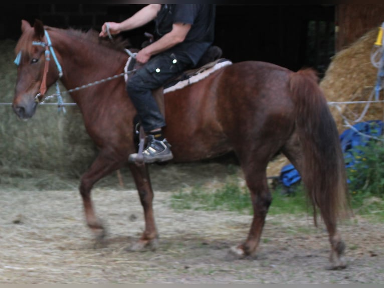 Más caballos centroeuropeos Yegua 11 años 156 cm Alazán-tostado in Gemmerich