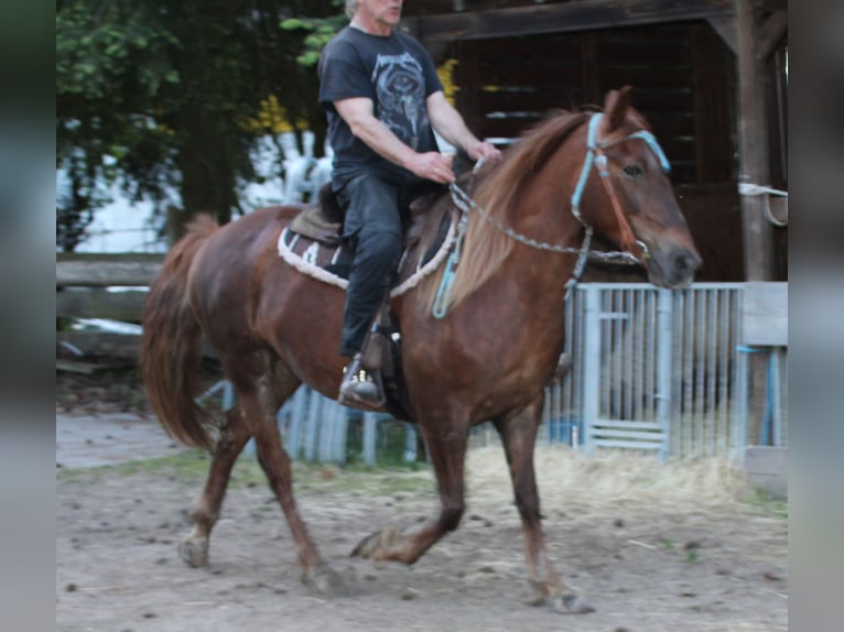 Más caballos centroeuropeos Yegua 11 años 156 cm Alazán-tostado in Gemmerich