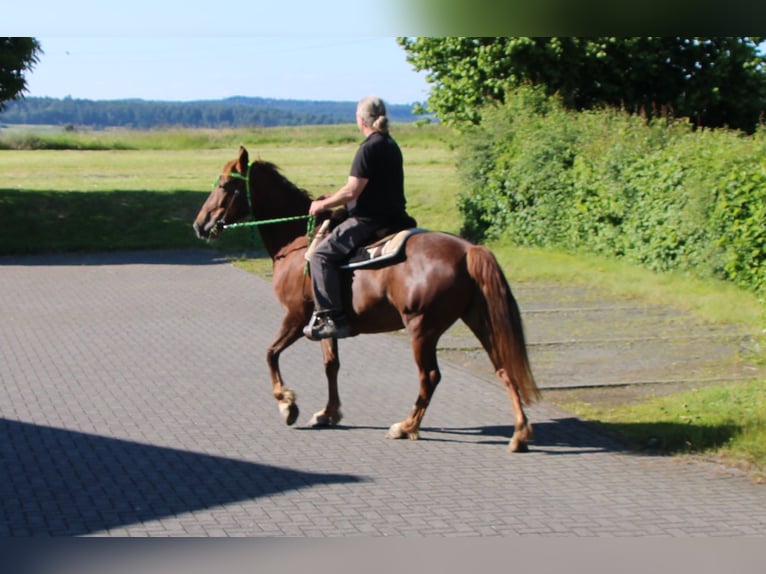 Más caballos centroeuropeos Yegua 11 años 156 cm Alazán-tostado in Gemmerich