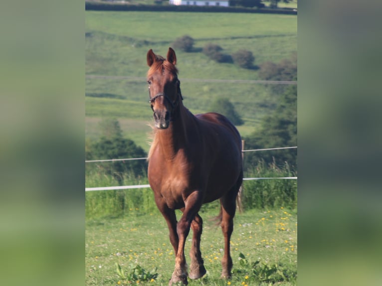 Más caballos centroeuropeos Yegua 11 años 156 cm Alazán-tostado in Gemmerich