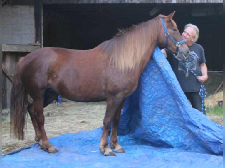 Más caballos centroeuropeos Yegua 11 años 156 cm Alazán-tostado in Gemmerich