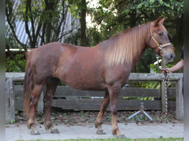 Más caballos centroeuropeos Yegua 11 años 156 cm Alazán-tostado in Gemmerich