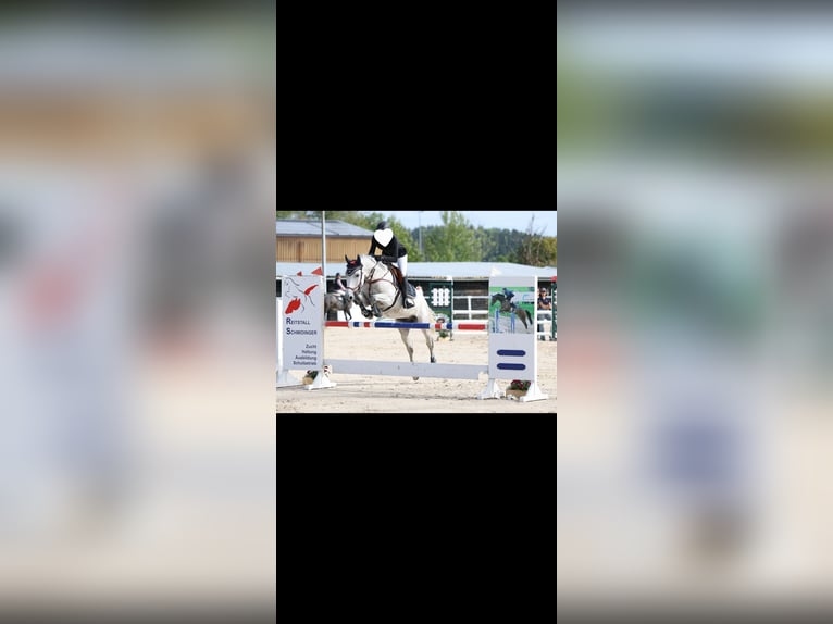 Más caballos centroeuropeos Yegua 11 años 160 cm Tordo in Balingen