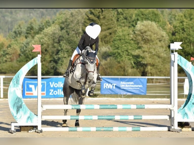 Más caballos centroeuropeos Yegua 11 años 160 cm Tordo in Balingen