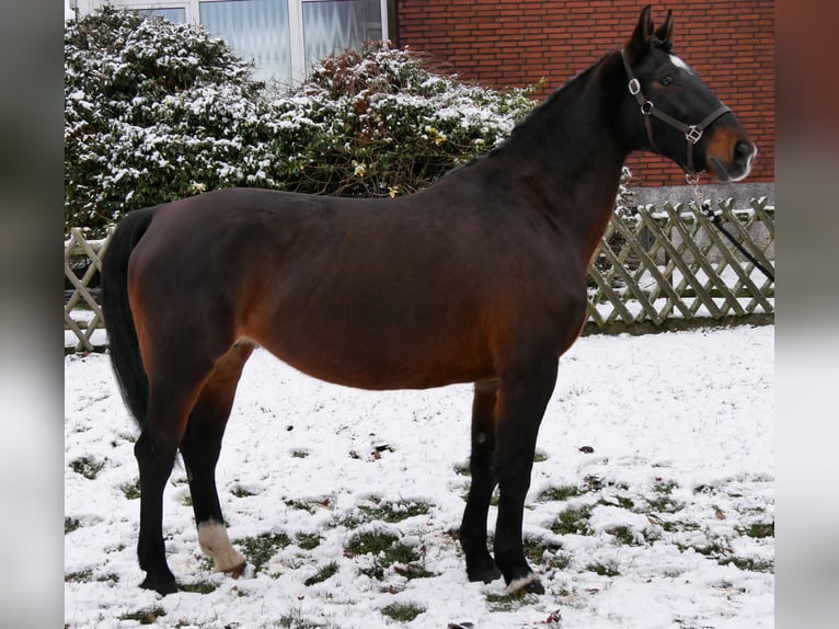 Más caballos centroeuropeos Yegua 11 años 163 cm Castaño in Dorsten