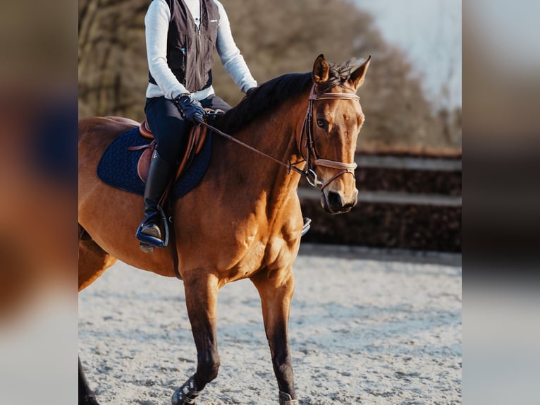 Más caballos centroeuropeos Yegua 11 años 163 cm Castaño claro in Bech