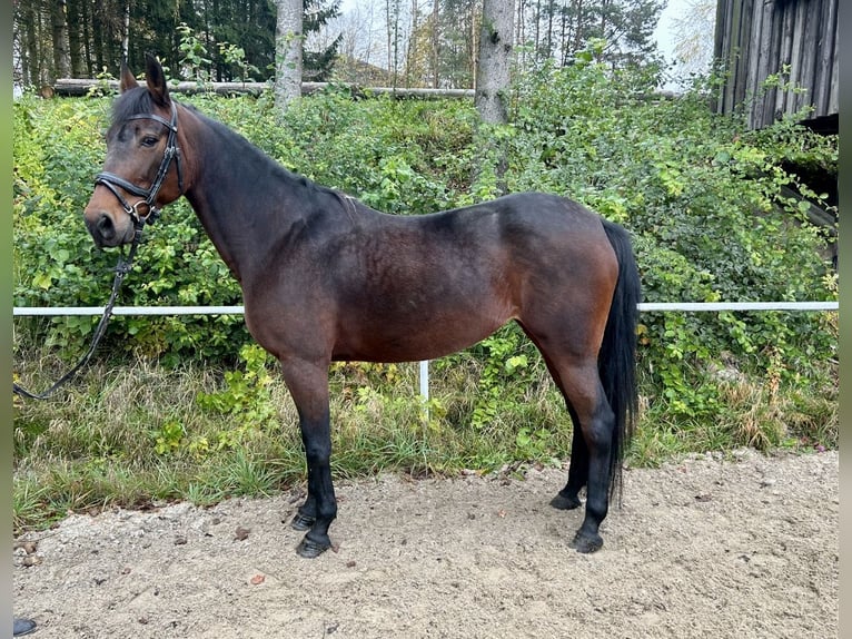 Más caballos centroeuropeos Yegua 11 años 163 cm Castaño oscuro in Pelmberg