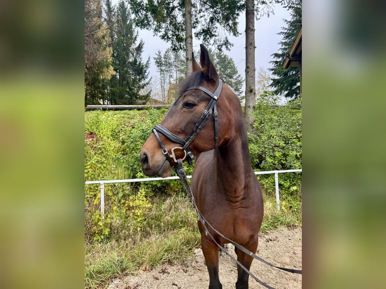 Más caballos centroeuropeos Yegua 11 años 163 cm Castaño oscuro in Pelmberg