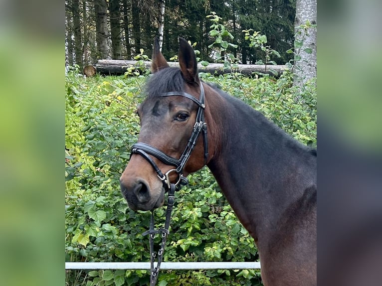 Más caballos centroeuropeos Yegua 11 años 163 cm Castaño oscuro in Pelmberg