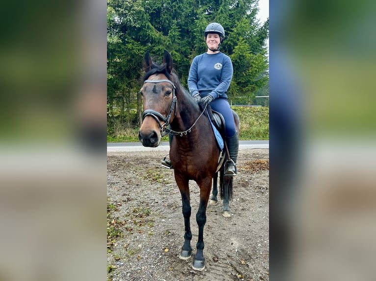 Más caballos centroeuropeos Yegua 11 años 163 cm Castaño oscuro in Pelmberg