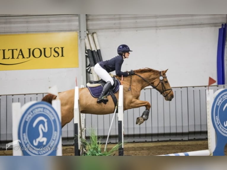 Más caballos centroeuropeos Yegua 11 años 165 cm Alazán-tostado in Kangasala