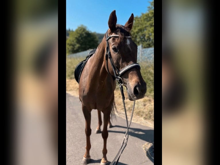 Más caballos centroeuropeos Yegua 11 años 165 cm Castaño in Wittlich