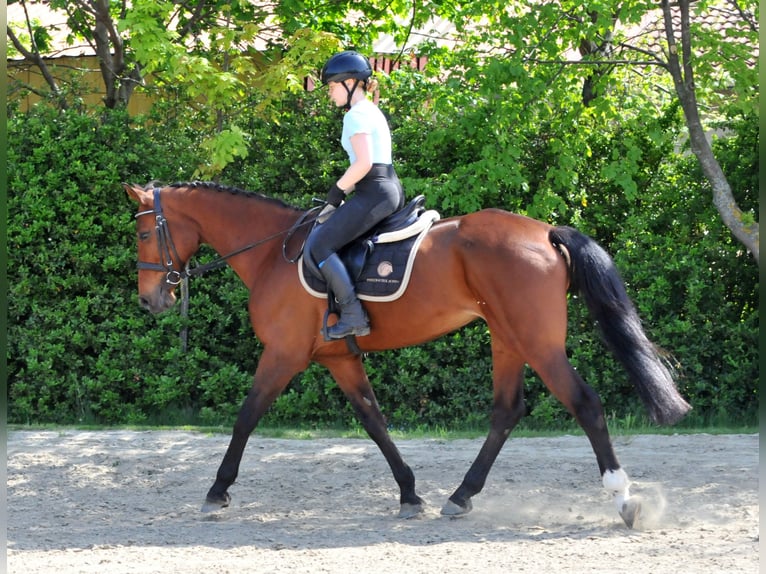 Más caballos centroeuropeos Yegua 11 años 167 cm Castaño in Schattendorf