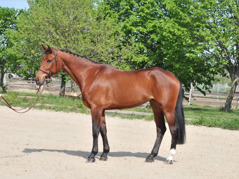 Más caballos centroeuropeos Yegua 11 años 167 cm Castaño in Schattendorf
