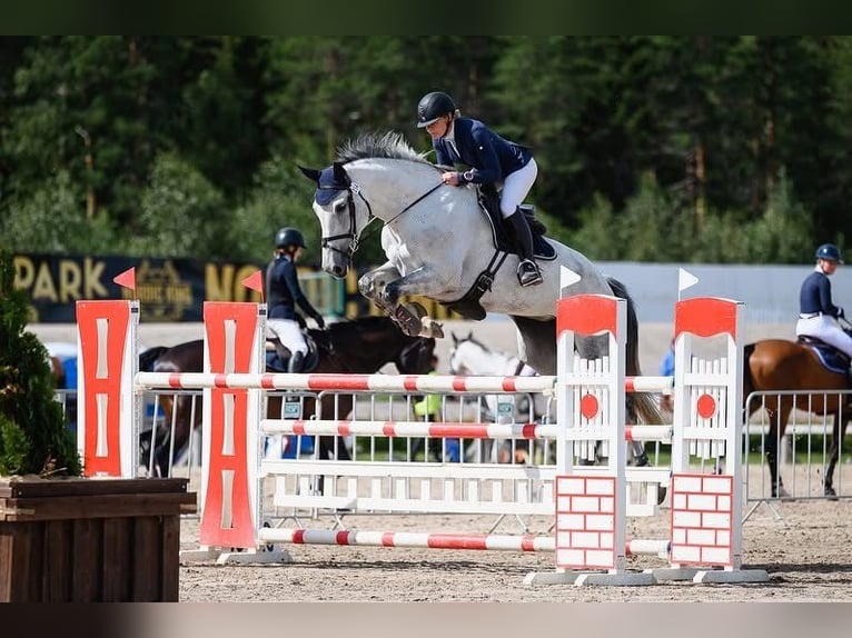 Más caballos centroeuropeos Yegua 11 años 175 cm Tordo in Warendorf