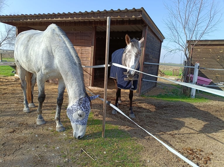 Más caballos centroeuropeos Yegua 11 años 180 cm Tordo rodado in Caorle