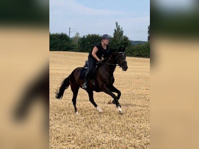 Más caballos centroeuropeos Yegua 11 años Negro in Güglingen