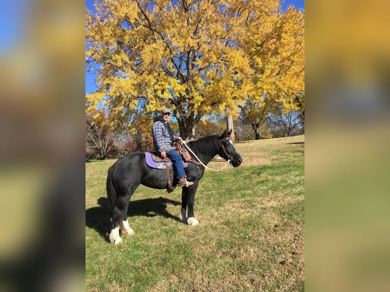 Más caballos centroeuropeos Yegua 11 años Negro in Howell, MI
