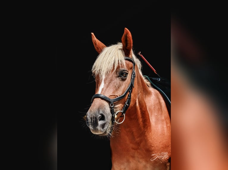 Más caballos centroeuropeos Mestizo Yegua 12 años 148 cm Alazán in Wuppertal