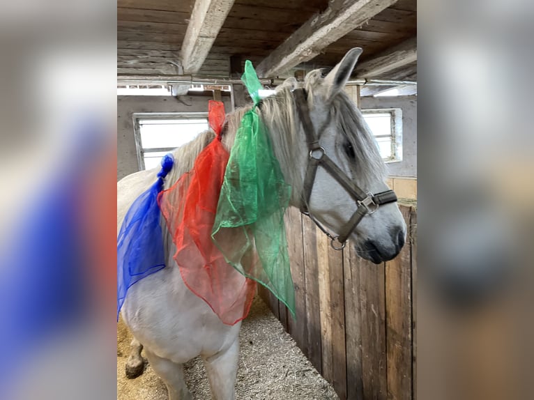 Más caballos centroeuropeos Yegua 12 años 148 cm Tordo in Glödnitz