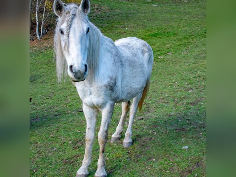 Más caballos centroeuropeos Yegua 12 años 148 cm Tordo in Glödnitz