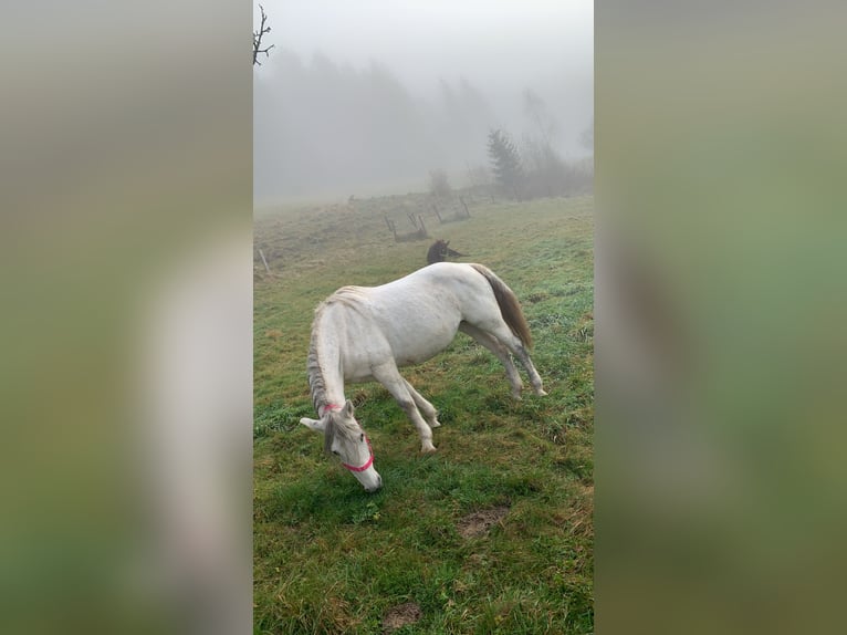 Más caballos centroeuropeos Yegua 12 años 148 cm Tordo in Glödnitz