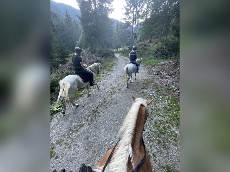 Más caballos centroeuropeos Yegua 12 años 148 cm Tordo in Glödnitz