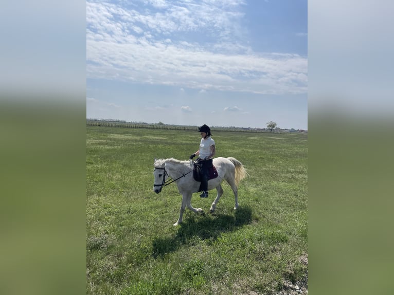 Más caballos centroeuropeos Yegua 12 años 148 cm Tordo in Glödnitz