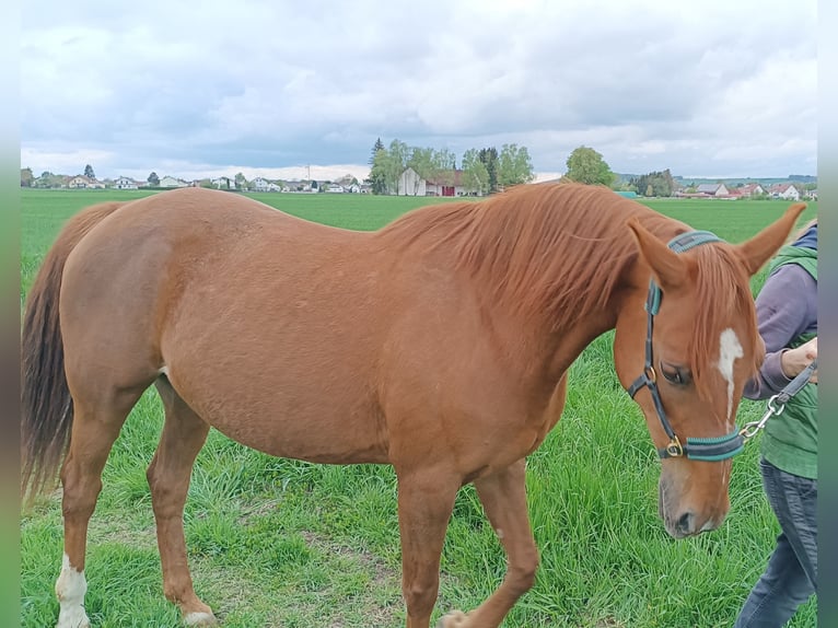 Más caballos centroeuropeos Yegua 12 años 150 cm Alazán in Genderkingen