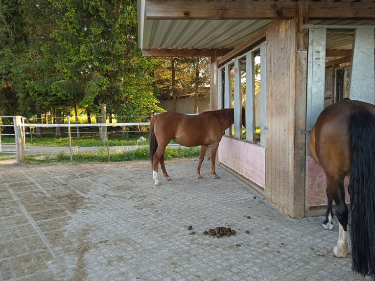 Más caballos centroeuropeos Yegua 12 años 150 cm Alazán in Genderkingen