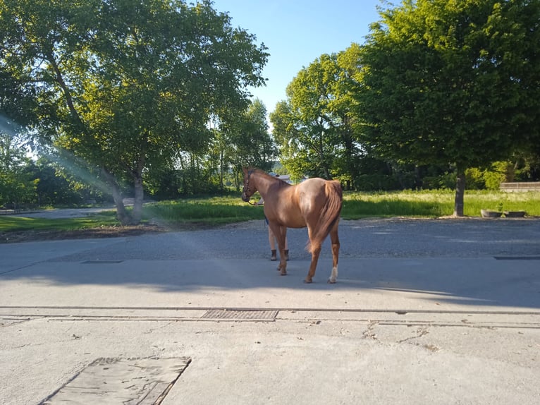 Más caballos centroeuropeos Yegua 12 años 150 cm Alazán in Genderkingen