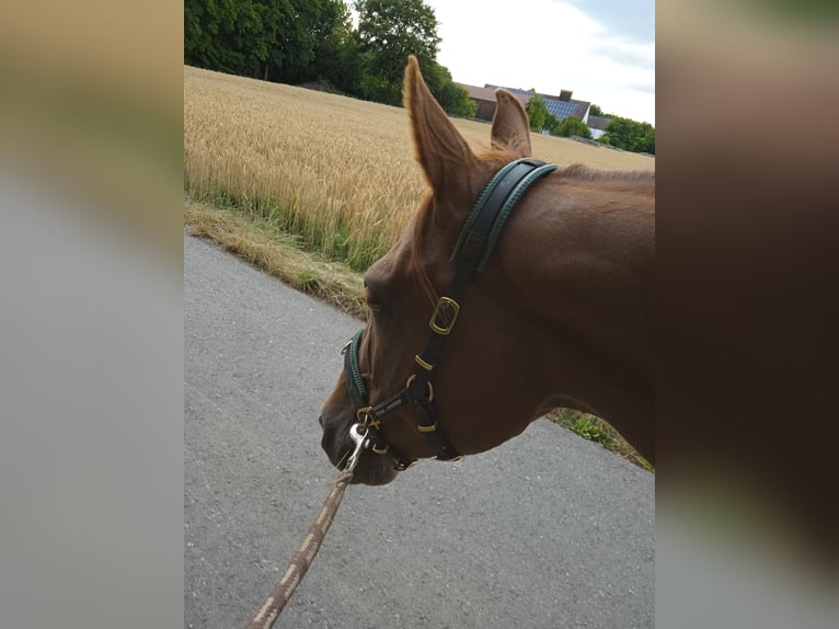 Más caballos centroeuropeos Yegua 12 años 150 cm Alazán in Genderkingen