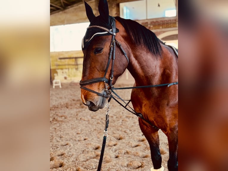 Más caballos centroeuropeos Mestizo Yegua 12 años 155 cm Castaño in Babenhausen