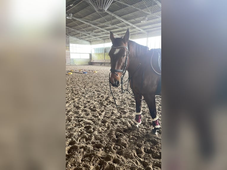 Más caballos centroeuropeos Mestizo Yegua 12 años 155 cm Castaño in Babenhausen