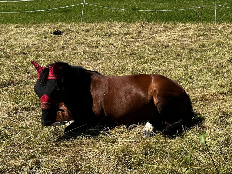 Más caballos centroeuropeos Mestizo Yegua 12 años 155 cm Castaño in Babenhausen