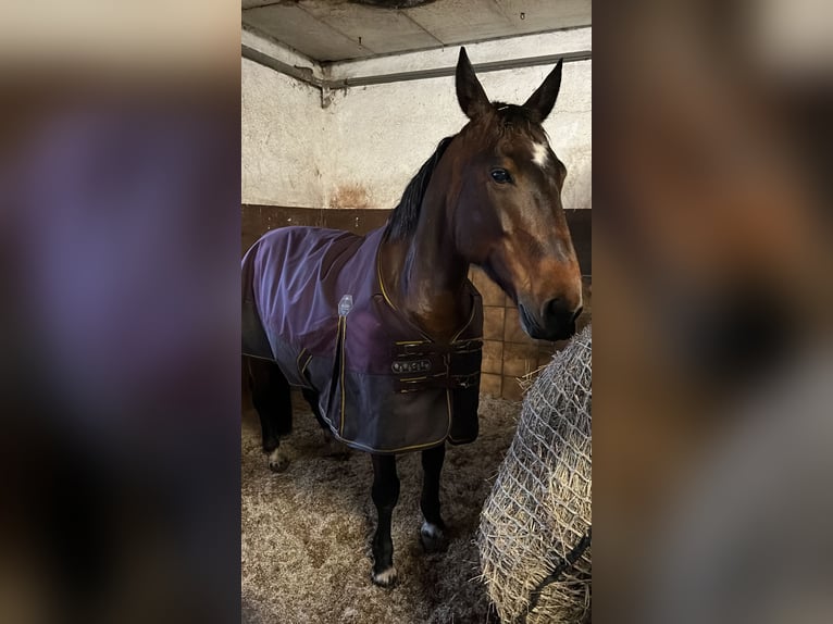 Más caballos centroeuropeos Mestizo Yegua 12 años 155 cm Castaño in Babenhausen