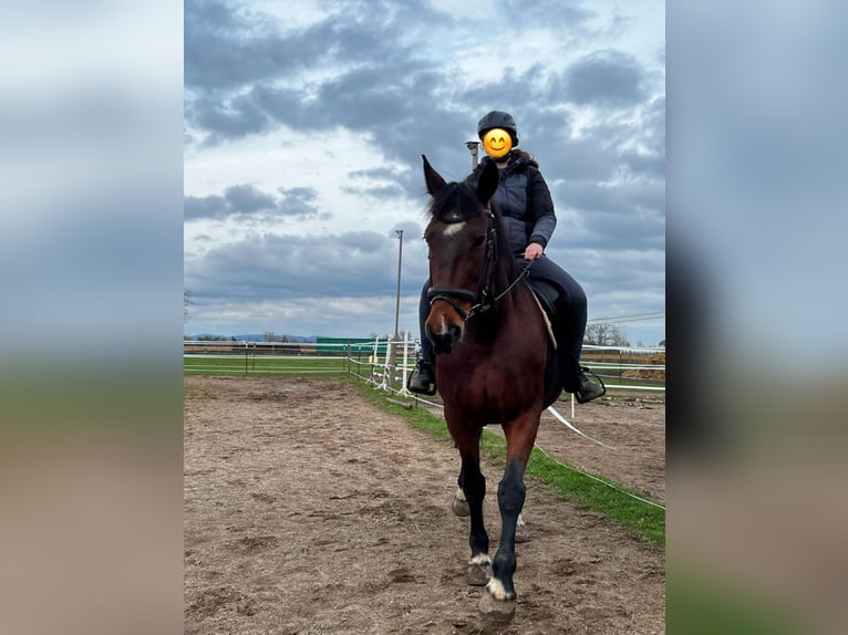 Más caballos centroeuropeos Mestizo Yegua 12 años 155 cm Castaño in Babenhausen