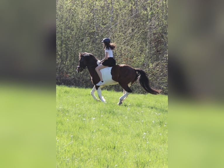 Más caballos centroeuropeos Yegua 12 años 155 cm Pío in Kainbach bei Graz