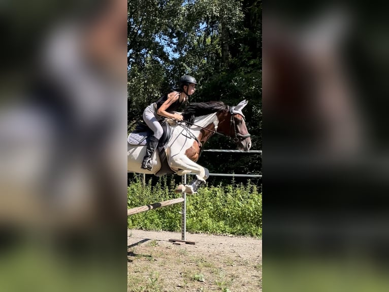 Más caballos centroeuropeos Yegua 12 años 155 cm Pío in Kainbach bei Graz