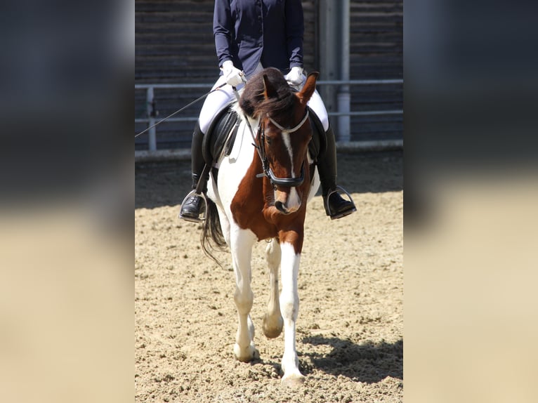 Más caballos centroeuropeos Yegua 12 años 155 cm Pío in Kainbach bei Graz