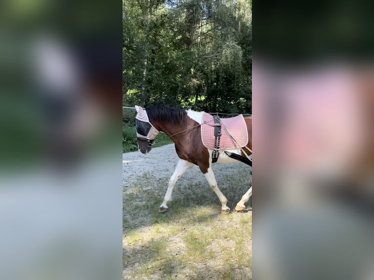 Más caballos centroeuropeos Yegua 12 años 155 cm Pío in Kainbach bei Graz