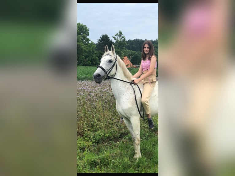 Más caballos centroeuropeos Yegua 12 años 155 cm Tordo in Bierbaum