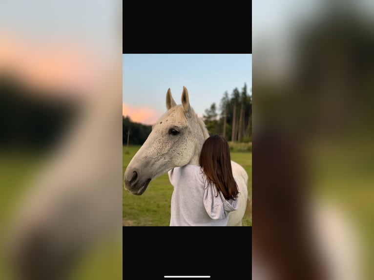 Más caballos centroeuropeos Mestizo Yegua 12 años 155 cm Tordo in Graz Umgebung