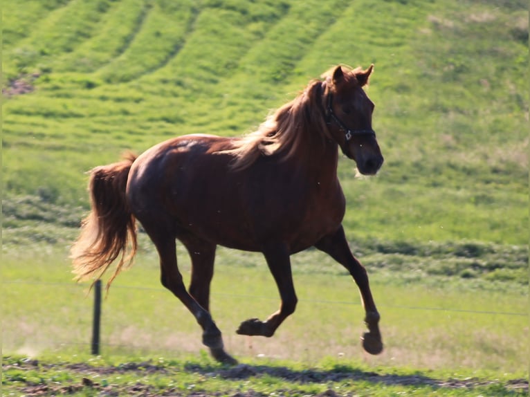 Más caballos centroeuropeos Yegua 12 años 156 cm Alazán-tostado in Gemmerich