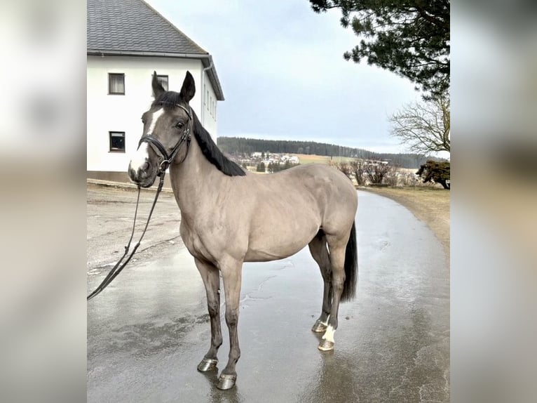 Más caballos centroeuropeos Yegua 12 años 158 cm Negro in Pelmberg