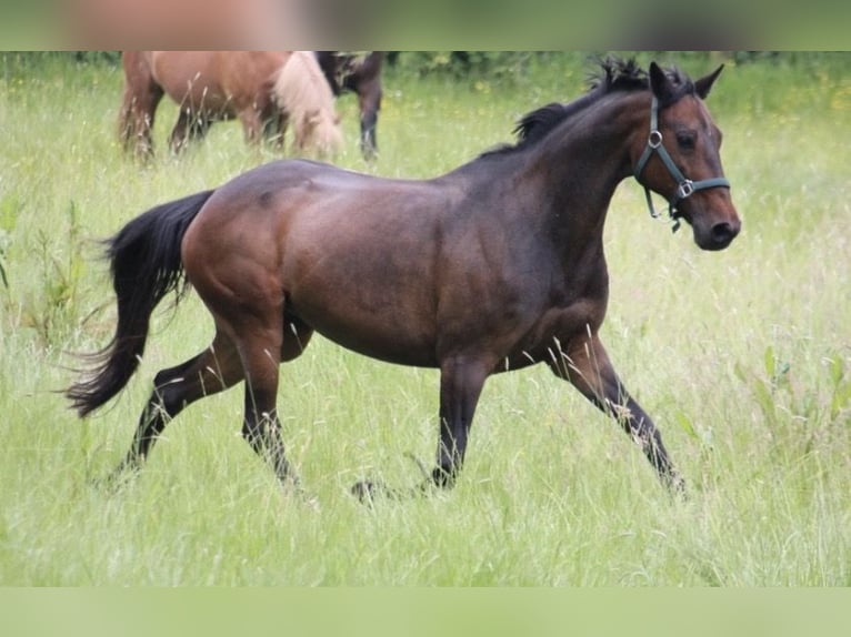 Más caballos centroeuropeos Yegua 12 años 160 cm Castaño oscuro in Vlotho