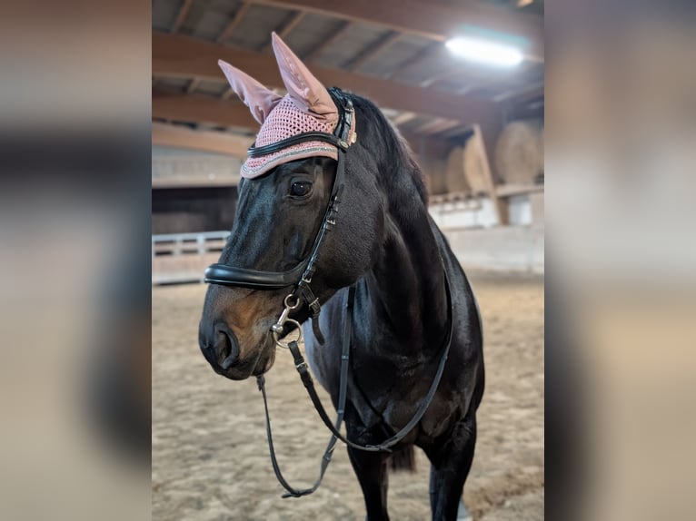 Más caballos centroeuropeos Yegua 12 años 163 cm Castaño oscuro in Neuenburg am Rhein