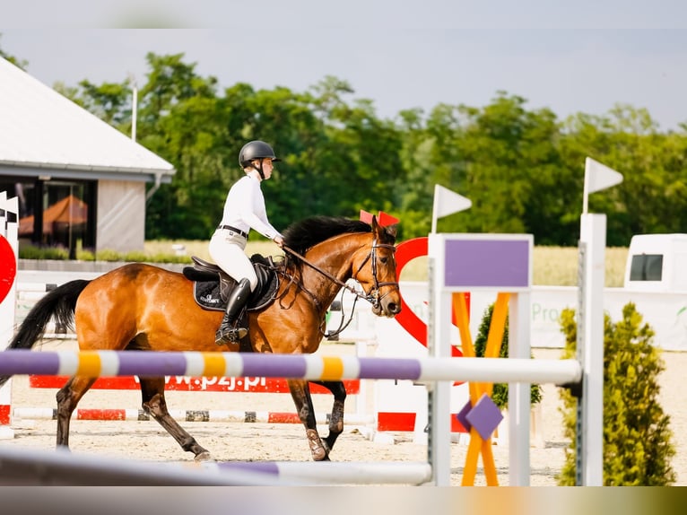 Más caballos centroeuropeos Yegua 12 años 163 cm Castaño oscuro in Kórnik