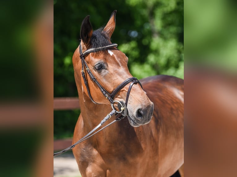 Más caballos centroeuropeos Yegua 12 años 163 cm Castaño oscuro in Kórnik